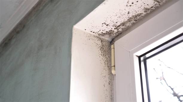 Best Post-Flood Mold Remediation in Doa Ana, NM